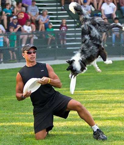 Flying High Dogs