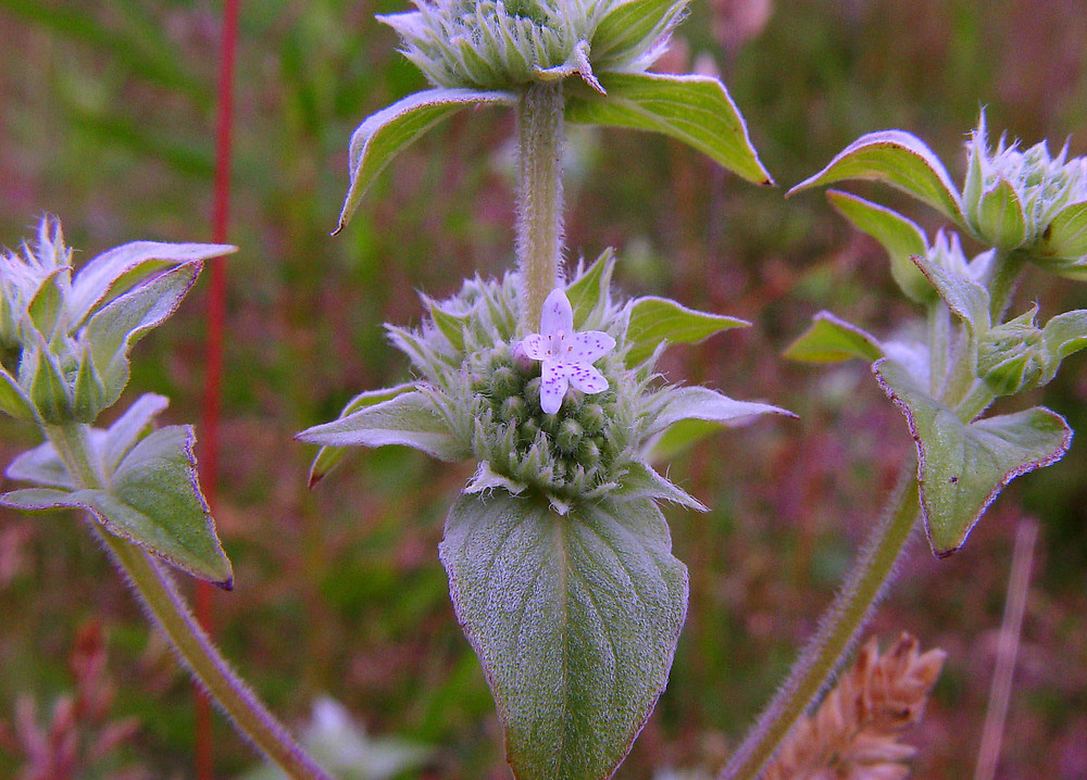 Grow RI Native Seeds 1 pycnanthemum muticum fl ahaines a